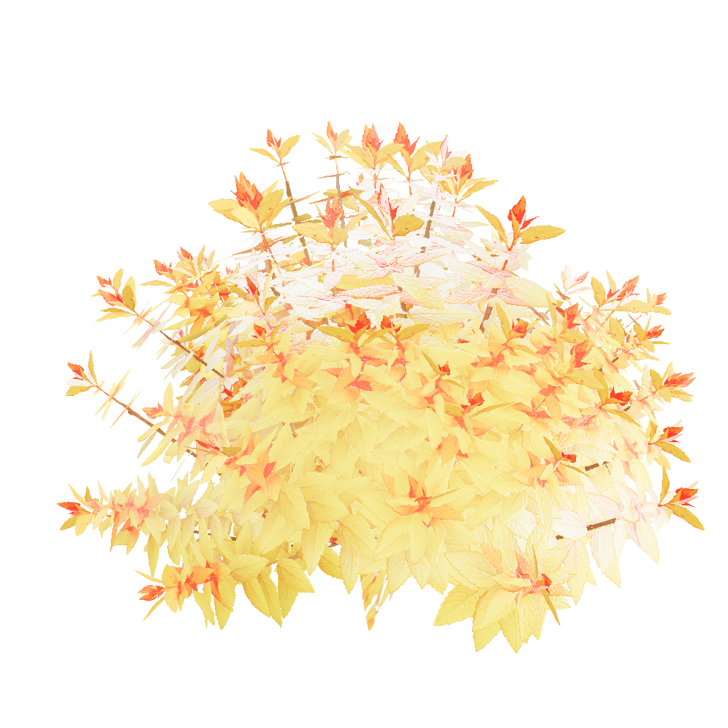 Spirée Double Play® Candy Corn® – Arbuste à fleurs compact